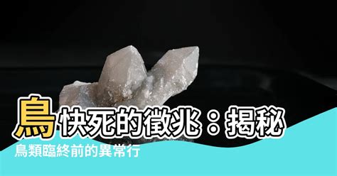 鳥快死的徵兆